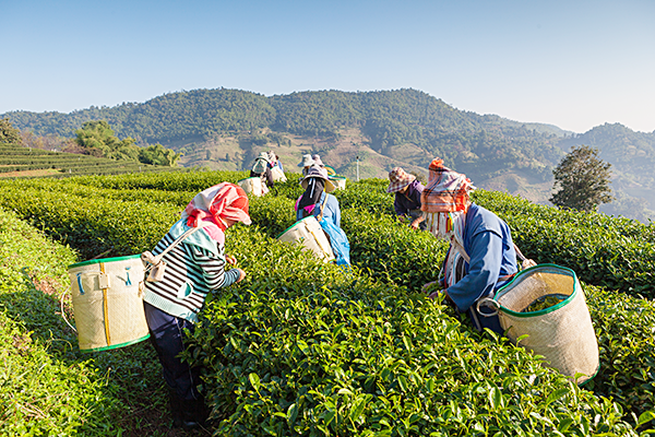 インド産紅茶